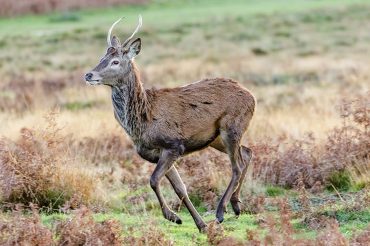 Red Deer (Cervus elaphus) buck or pricket running through parkland