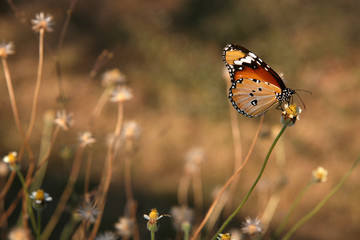 The Killing Fields of Choeung Ek, Phnom Penh, Cambodia