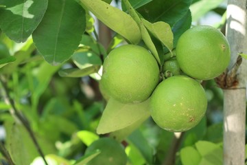 lemon tree