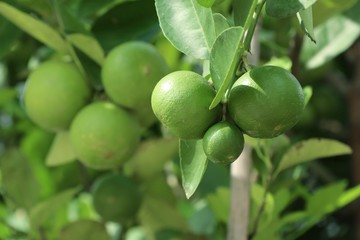 lemon tree