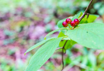 wild poison berries, forest honeysuckle. background, nature.