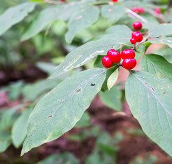 wild poison berries, forest honeysuckle. background, nature.