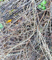 dry branches in the forest. background, texture.