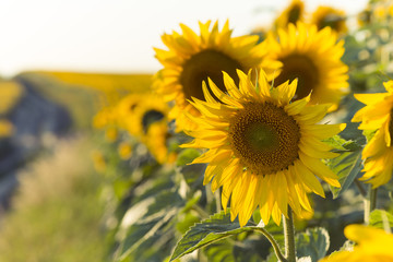 field of blooming sunflowers on a background sunset