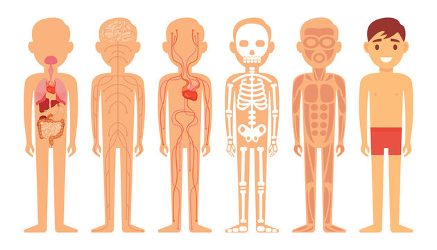 Different systems of human body diagram illustration