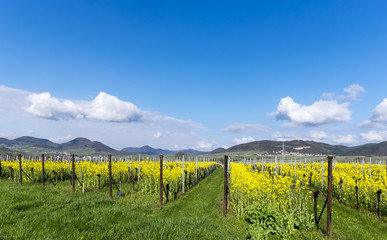 Fototapeta premium Weinfelder mit Raps