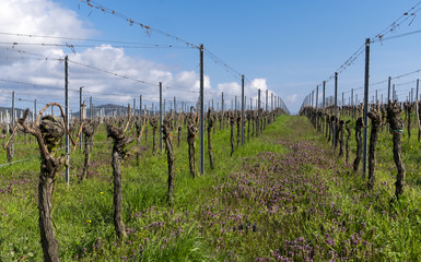 Weinfeld im Frühling