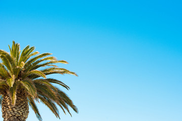 Palm tree on blue sky background. Copy space for text.