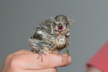 Junge Bachstelze sitzt auf einem Finger