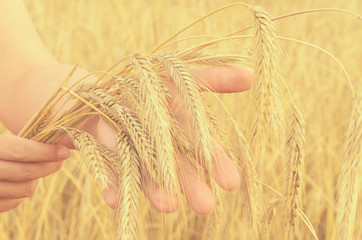 Hands gently pat the spikelets of wheat on a summer day.
