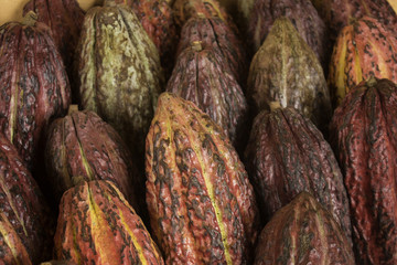Cacao