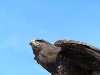 Eagle Puy du fou France