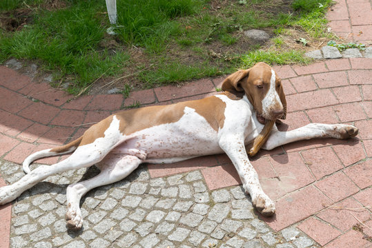 Junger Bracco Italiano Hund sonnt sich auf der Terrasse Stock Photo | Adobe  Stock