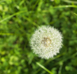 Dandelion in field, bird's eye view