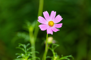 Obraz premium pink wildflower that recently opened for business