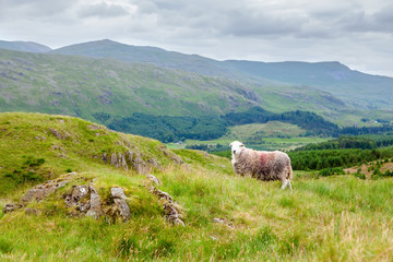 Fototapeta premium Rural landscapes in Lake District National Park, England, sheep, mountains on the background, selective focus