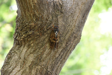 油蝉（アブラゼミ）