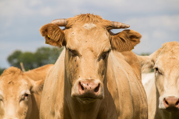 Cow face portrait of a brown cow on the pasture with blue sky in summer