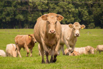 brown cows on the green pasture in summer