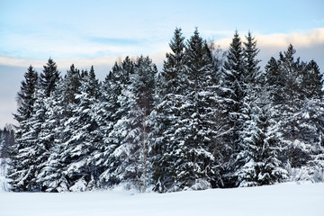Snow covered pine forest