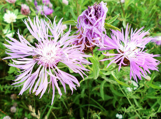 Obraz premium Flower Centaurea carpatica in a field on a Sunny summer day