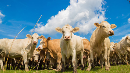 herd of brown cows on the green pasture with blue sky in summer