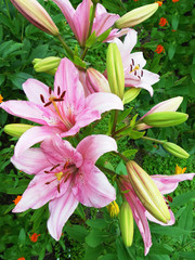 Pink lilies on flower bed in summer day