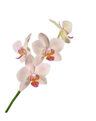Flowering of beautiful hybrid orchid Phalaenopsis, varieties "Margarita". Flower-bud with four flowers of pink-cream color. Isolated on white background, vertical frame