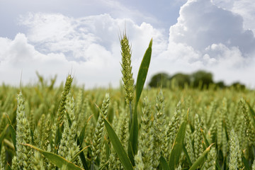 barley crop
