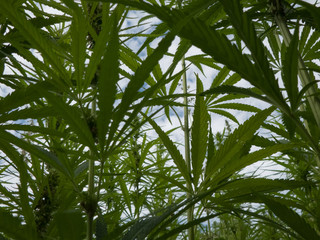 Fototapeta na wymiar cannabis plantation / marijuana leaves