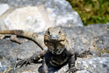 Iguane mexicain