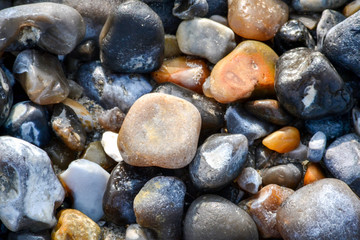 harlequin de gravier