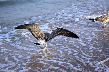 Wingspan of the gull (larus marinus)