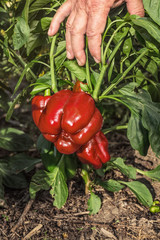 Rote Paprika im heimischen Garten