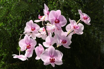 pink orchid flowers close up