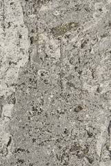 coral shell fossil rough texture dirty moody natural organic random pattern stone rock hard graphic background design element vertical