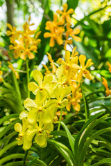 Fototapeta premium Yellow orchid flowers