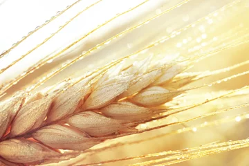 Foto auf Acrylglas Makrofotografie Tautropfen auf einem goldenen reifen Weizenohr-Nahaufnahmemakro im Sonnenlicht. Weizenohr in Tautropfen in der Natur auf einem weichen, verschwommenen goldenen Hintergrund.