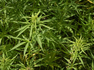 cannabis plantation / marijuana leaves