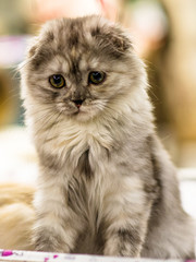 Naklejka na ściany i meble A pedigree lop-eared gray cat