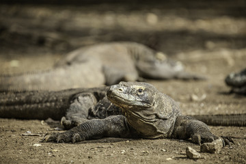 Komodo dragon lying/walking at Komodo Island, Indonesia