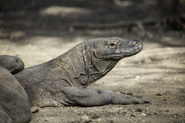 Komodo dragon lying/walking at Komodo Island, Indonesia