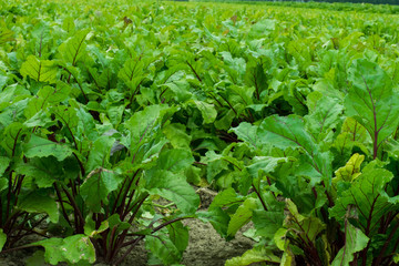 Beet plants