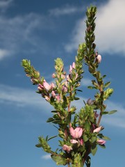 Spiny restharrow plant with pink flowers