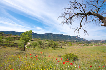 Poppy meadow and dry tree, Catalunya, Spain. Copy space for text.