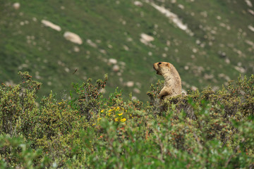 Naklejka na ściany i meble Alpine marmot shouting in the jungle