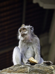 Long-tailed macaque monkey in Ubud monkey forest, Bali, Indonesia