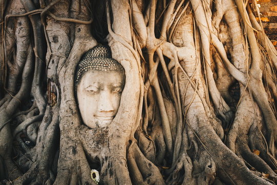 Buddha Head in bodhi root Wat Maha That. Ayutthaya historical park, travel in Thailand