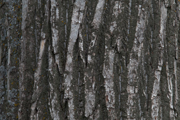 Old wood tree texture background pattern