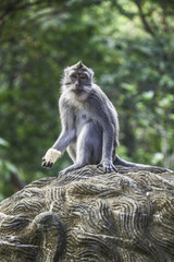 Long-tailed macaque monkey in Ubud monkey forest, Bali, Indonesia